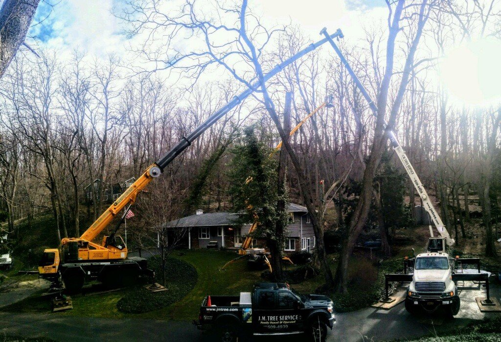 tree removal rochester ny family business