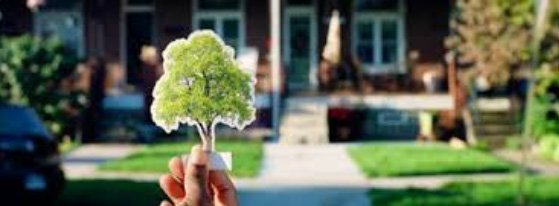 How to Choose and Plant the Right Tree for Your Property in Monroe County, NY